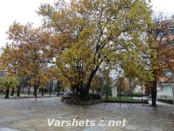 Есен във Вършец